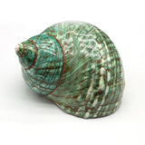 Sea Shell Conch Snail Hermit Crab Rolled Shellfish Jewelry 80x80 mm