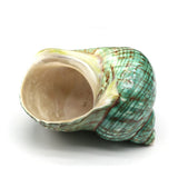 Sea Shell Conch Snail Hermit Crab Rolled Shellfish Jewelry 80x80 mm