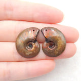 Natural Stone Ammonite Earring Beads 22x18x3mm 4g