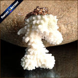 Coral Pendant Necklace Druzy Cluster Specimen