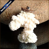 Coral Pendant Necklace Druzy Cluster Specimen