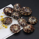 Natural Turtle Shell Spacer Beads Oval Shape for Jewelry Making