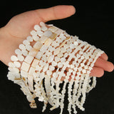 Shell Beads Mother Of Pearl Loose Charms For Jewelry Making