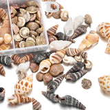 Natural Conch Resin Filling Tool for DIY Epoxy Jewelry Making