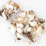 Natural Conch Resin Filling Tool for DIY Epoxy Jewelry Making