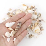 Natural Conch Resin Filling Tool for DIY Epoxy Jewelry Making