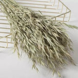 Real Oat Dried Flowers DIY Arrangement Wedding Party Home Decor