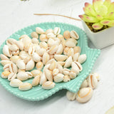 Natural Shell Conch Beads Charm Oval Spacer Beads for DIY Jewelry Making