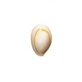 Natural Shell Conch Beads Charm Oval Spacer Beads for DIY Jewelry Making