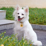 Custom Pet Collar with Name - Adjustable for Small to Medium Pets