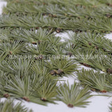 Pine Needle Plant Specimen Frame Resin Epoxy Aromatherapy DIY Craft Pack