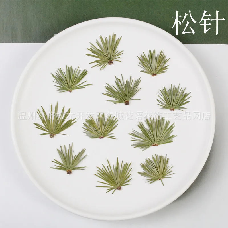 Pine Needle Plant Specimen Frame Resin Epoxy Aromatherapy DIY Craft Pack