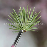 Pine Needle Plant Specimen Frame Resin Epoxy Aromatherapy DIY Craft Pack