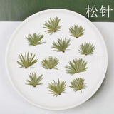 Pine Needle Plant Specimen Frame Resin Epoxy Aromatherapy DIY Craft Pack