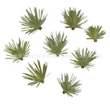 Pine Needle Plant Specimen Frame Resin Epoxy Aromatherapy DIY Craft Pack