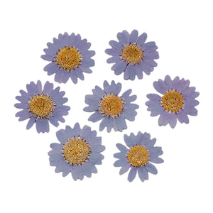 100Pcs Real Natural Dried Daisy Pressed Flower for Resin Jewelry Nail Stickers