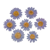 100Pcs Real Natural Dried Daisy Pressed Flower for Resin Jewelry Nail Stickers
