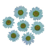 100Pcs Real Natural Dried Daisy Pressed Flower for Resin Jewelry Nail Stickers