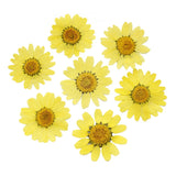 100Pcs Real Natural Dried Daisy Pressed Flower for Resin Jewelry Nail Stickers