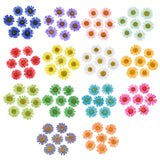 100Pcs Real Natural Dried Daisy Pressed Flower for Resin Jewelry Nail Stickers