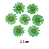 100Pcs Real Natural Dried Daisy Pressed Flower for Resin Jewelry Nail Stickers