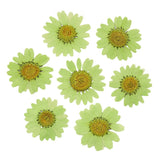 100Pcs Real Natural Dried Daisy Pressed Flower for Resin Jewelry Nail Stickers