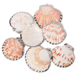 Natural Shell Charms for Jewelry Making