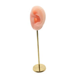 Silicone Ear Molds Earring Display Stand Round Base Teaching Tool