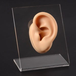 Silicone Ear Nose Model with Clear Board