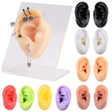 Silicone Ear Nose Model with Clear Board
