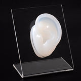 Silicone Ear Nose Model with Clear Board