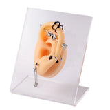 Silicone Ear Nose Model with Clear Board