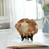 Natural Petrified Wood Stone with Wooden Stand Reiki Healing Stone Slab Specimen