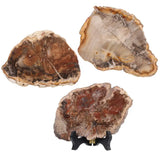 Natural Petrified Wood Stone with Wooden Stand Reiki Healing Stone Slab Specimen