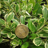 Seal of Seven Archangels Pendant Necklace