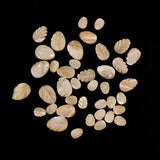 Trochus Top Shell Beads Natural Leaf Shape for Jewelry Making