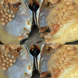 Vacuum Pack Oyster Wish Freshwater Pearl Mussel Shell With Pearl