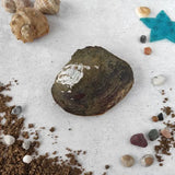 Vacuum Pack Oyster Wish Freshwater Pearl Mussel Shell With Pearl