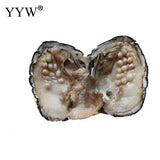 Vacuum Pack Oyster Wish Freshwater Pearl Mussel Shell With Pearl