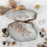 Vacuum Pack Oyster Wish Freshwater Pearl Mussel Shell With Pearl