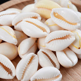20mm Cowry Cowrie Shell Conch Beads for Jewelry Making