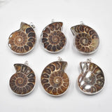 4pcs Natural Stone Ammonite Snail shell Conch Pendants for Jewelry Making