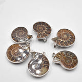 4pcs Natural Stone Ammonite Snail shell Conch Pendants for Jewelry Making