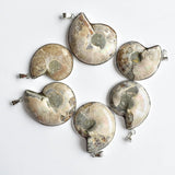 6pcs Natural Stone Ammonite Snail Shell Conch Pendants for Jewelry Making