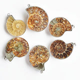 6pcs Natural Stone Ammonite Snail Shell Conch Pendants for Jewelry Making