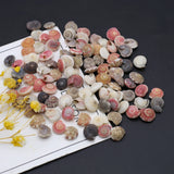 Natural Spiral Shells Beads Crafts Fish Tank Decor DIY Jewelry 100g