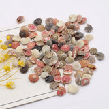 Natural Spiral Shells Beads Crafts Fish Tank Decor DIY Jewelry 100g