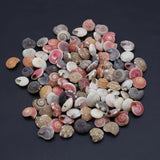 Natural Spiral Shells Beads Crafts Fish Tank Decor DIY Jewelry 100g