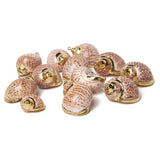 Irregular Conch Plated Cowries Charm Earrings - DIY Jewelry Accessory