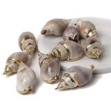 Irregular Conch Plated Cowries Charm Earrings - DIY Jewelry Accessory